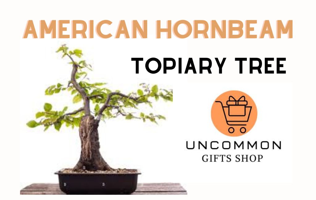 American-Hornbeam-Topiary-Bonsai-Tree-Uncommon-Gifts-Shop