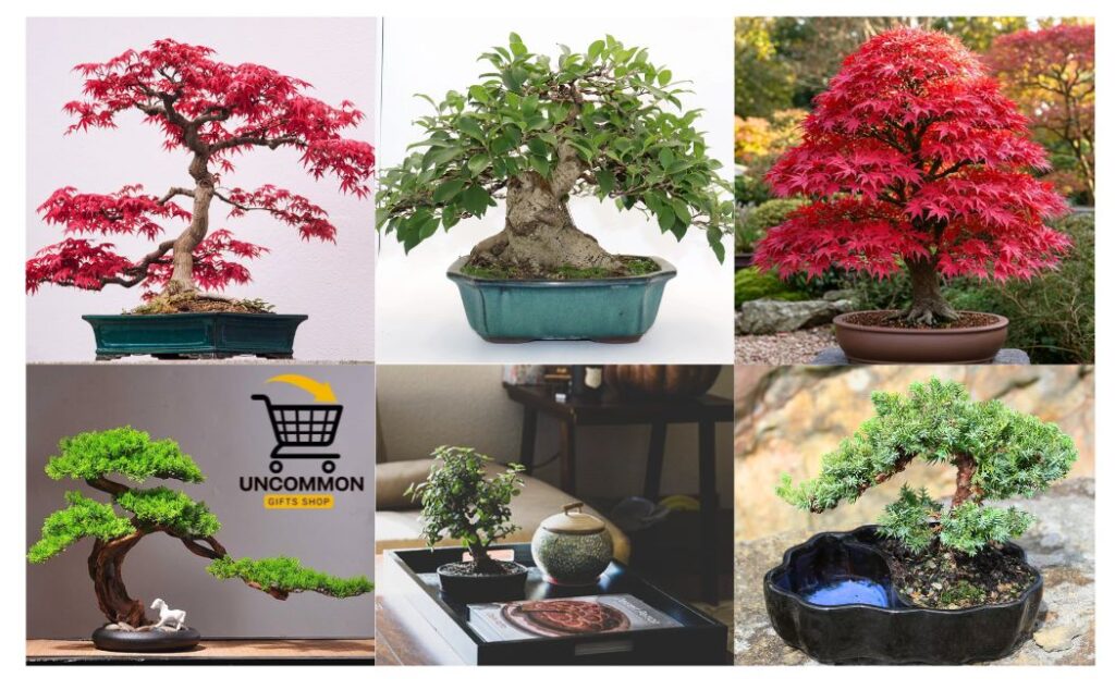 Bonsai Tree Uncommon Gifts Shop (UGS) Indoor Decor