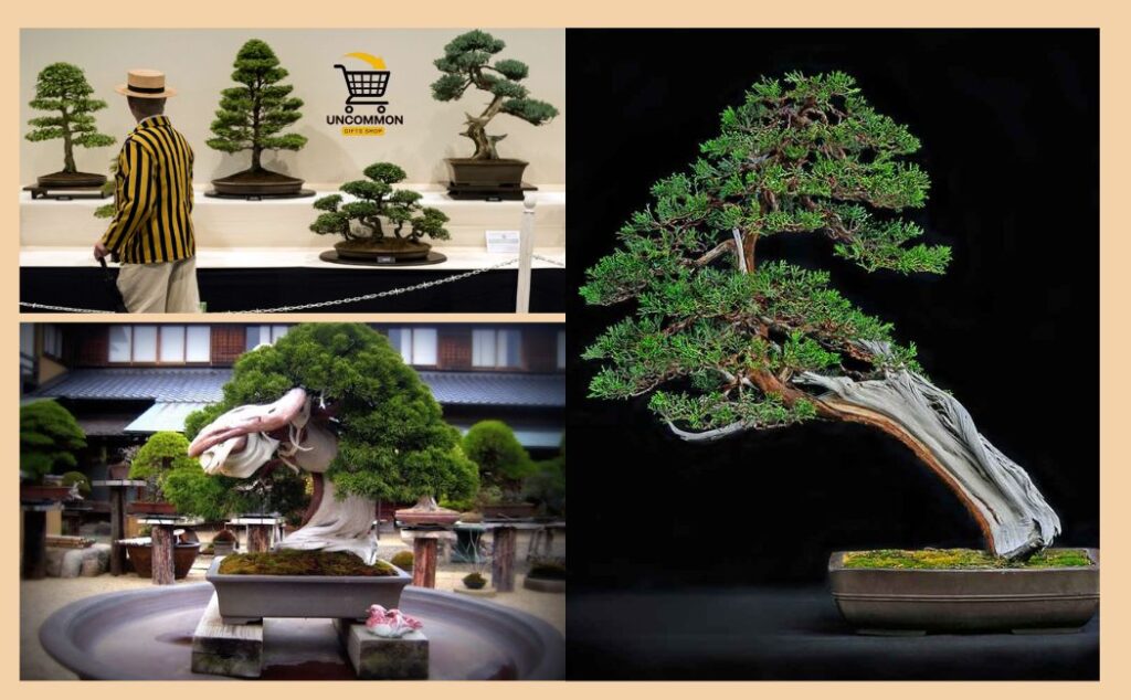 Bonsai Tree Uncommon Gifts Shop UGS display