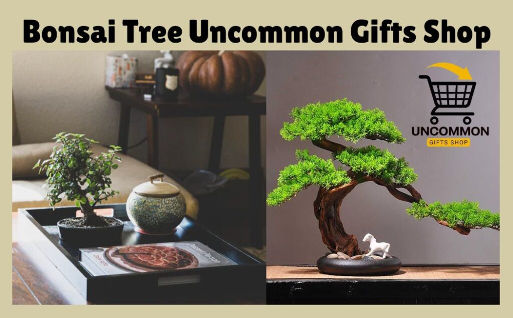 Bonsai Tree Uncommon Gifts Shop UGS art of living 