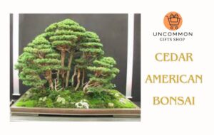 Cedar American Bonsai Tree Uncommon Gifts Shop