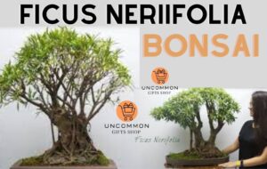 Ficus Neriifolia with Uncommon Gifts Shop near me