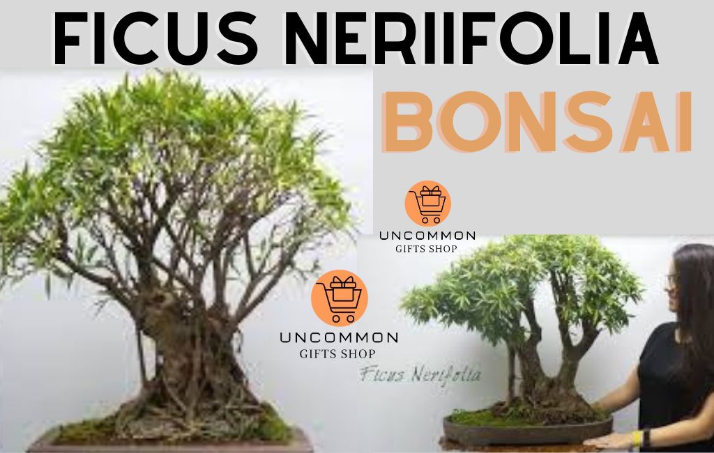 Ficus Bonsai with Uncommon Gifts shop