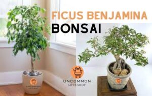 Ficus Benjamina Bonsai Tree Uncommon Gifts Shop