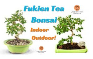 Fukien Tea Incredible Indoor or Outdoor Grasse Plant