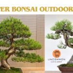 Juniper Bonsai Outdoor Tree Plant with Uncommon Gifts Shop